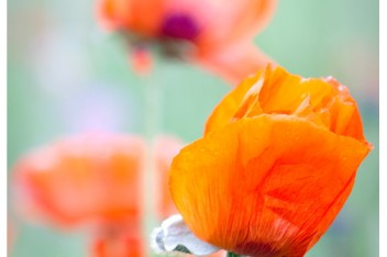 film photography of poppy flowers