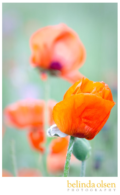film photography of poppy flowers