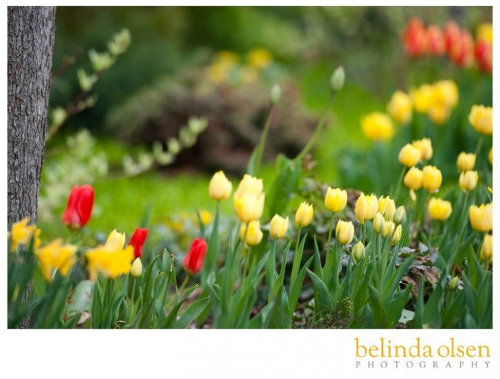 photography of tulips Logan Utah LDS Temple